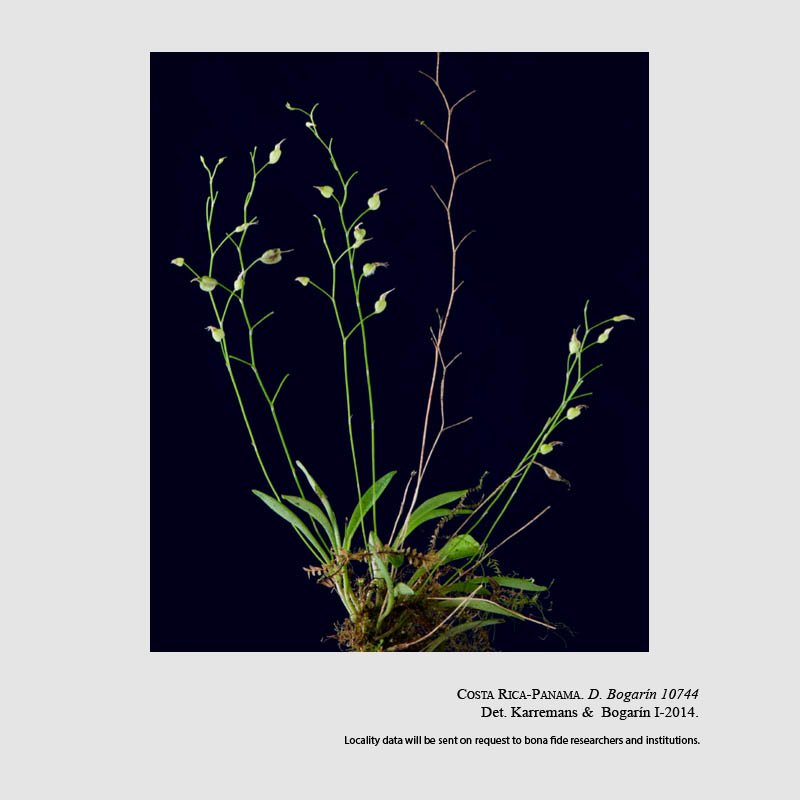 Platystele sylvestrei